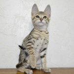 Why we can no longer accept payments for Savannah Kittens