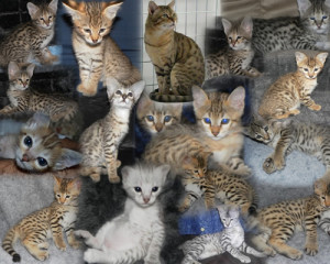 Savannah Kittens Holding Fee