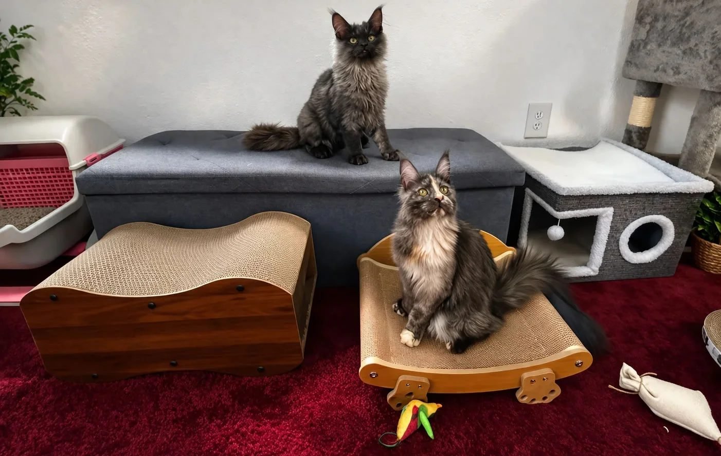 Inside the Amanukatz cattery