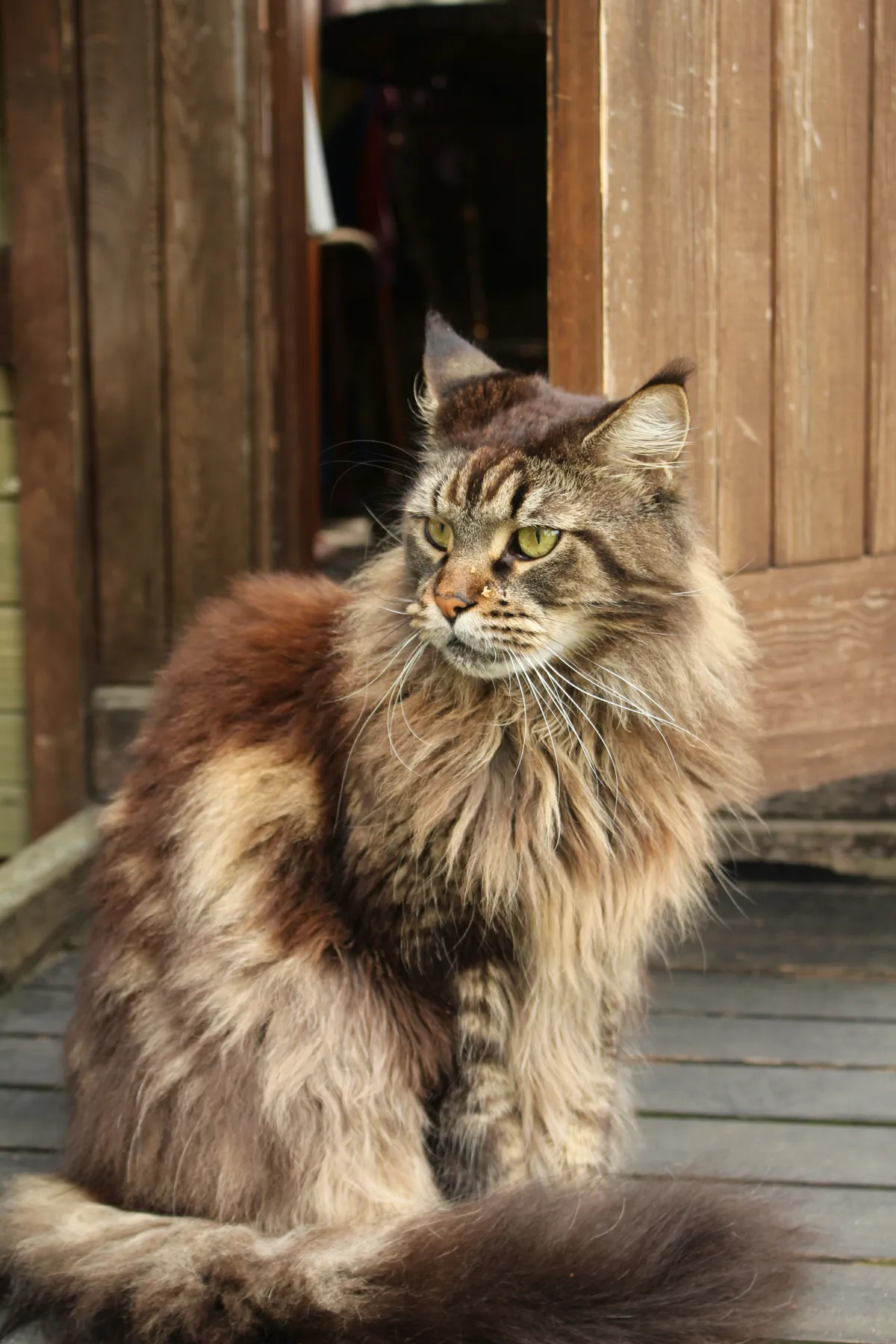 Test king 2 — Light brown Maine Coon king