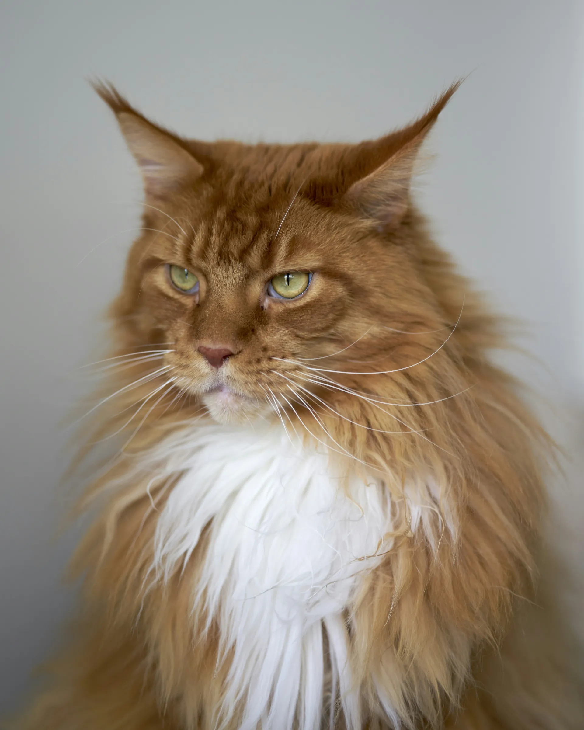 Test king 3 — Black Maine Coon king