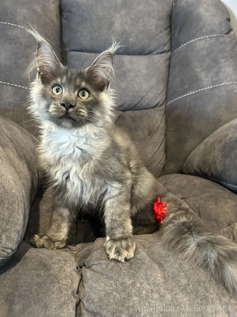 The gentle giants of the cat world